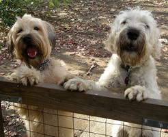 Jimmy and Rufus at the fence 11-2004